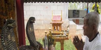 Thờ rắn có tốt không