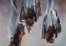 Tranh dơi, tượng dơi có tác dụng gì về mặt tâm linh? Tranh dơi, tượng dơi