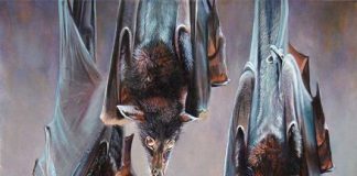 Tranh dơi, tượng dơi